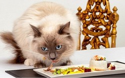 Wah! Lobster dan Caviar Jadi Menu Fine Dining Pertama di Dunia untuk Kucing