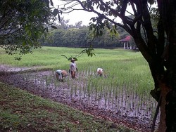 Tekad Wawan yang Merantau ke Jakarta Menjadi Petani