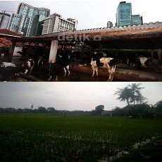  4 Penjaga Desa di Tengah Kemewahan Ibu Kota