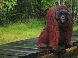 5 Tips Mengunjungi Orangutan di Tanjung Puting