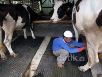 Melihat Peternakan Sapi Perah Penghasil Susu