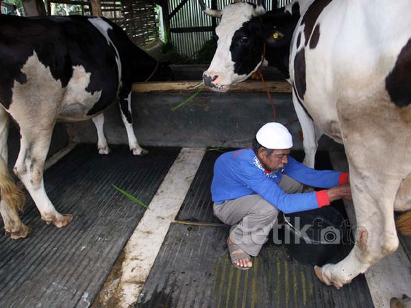 Melihat Peternakan Sapi Perah Penghasil Susu