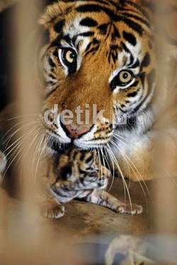 Pria Ini Selamat Setelah Diterkam Harimau di Mandailing Natal, Sumut