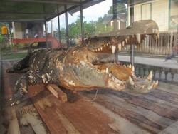Ada Buaya 4 Meter di Halaman Keraton Sambaliung, Kaltim