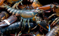 Populasi Maine Lobster Terancam Perubahan Iklim