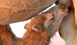 Milkshake Susu Unta, Lebih Bernutrisi Dibanding Susu Sapi