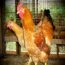 Disangka Hasil Impor Ilegal dari China, Ayam Lingnan Ternyata Asli Bogor