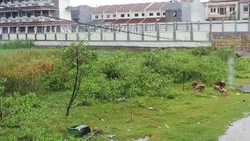 Akses Ditutup, Sekolah Baru Nan Mahal di Cilincing Jadi Kandang Kambing