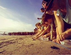 Saat Puluhan Anak Penyu Dilepas di Pantai Kuta