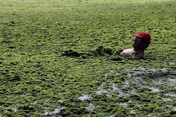 Jijik, Laut Kuning di China Jadi Hijau