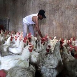 Di Depan Mentan Suswono, Peternak Curhat Soal Harga Ayam