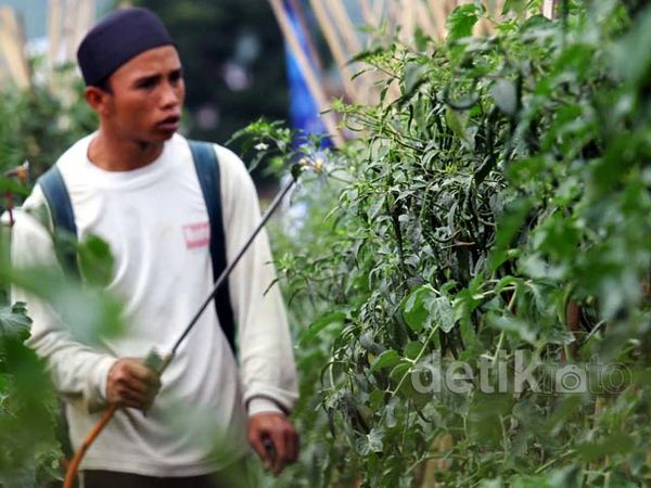Cuaca Ekstrem, Produksi Cabai Lokal Anjlok