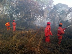 Kebakaran Hutan di Riau Tinggal 15 Titik Api
