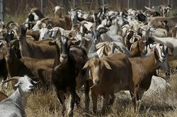 Pahlawan Tak Disangka di Bandara San Francisco: Kambing!