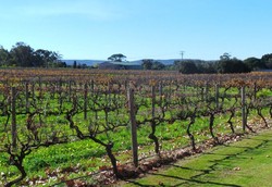 Mencicipi Wine Australia, di Swan Valley & Margaret River