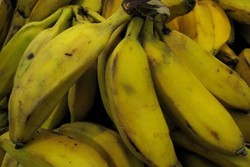 Memilih Pisang Untuk Kolak