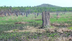 Melihat Istana Rayap Raksasa di Australia yang Menakjubkan