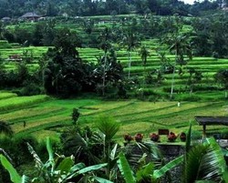 Selain Ubud, Ini Area Sawah di Bali yang Tak Kalah Cantik