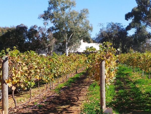 Swan Valley & Margaret River, Surganya Wine di Australia Barat