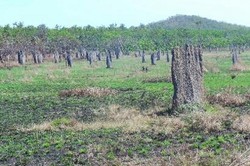 Di Australia, Rayap Sanggup Bikin Istana