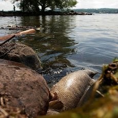 Misterius! Ratusan Ikan di Danau New York Mati