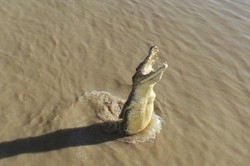 Dikejar Buaya di Darwin, Larilah Lebih Cepat dari Teman Anda