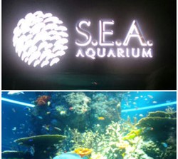 Menjelajah Akuarium Terbesar Dunia di Resort World Sentosa