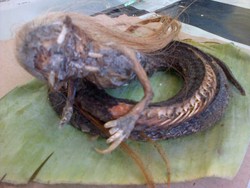 Ular Berkepala Manusia Hebohkan Warga Aceh Utara