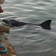 Makhluk Perusak Jaring Nelayan Bangkalan Tertangkap