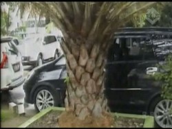 Pohon Kurma Masjid Agung Bekasi Berbuah