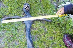 Bangkai Diduga Alien Bikin Heboh Turis di Afsel