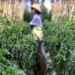 Ini 6 Komoditas Pangan Krusial yang Jadi Perhatian Pemerintah 