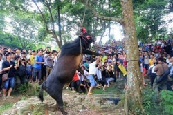 Sapi Digantung Mati di China Demi Festival Keberuntungan