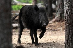 Babi Hutan Meneror Praha, Hotel Hilton Rusak & Polisi Luka