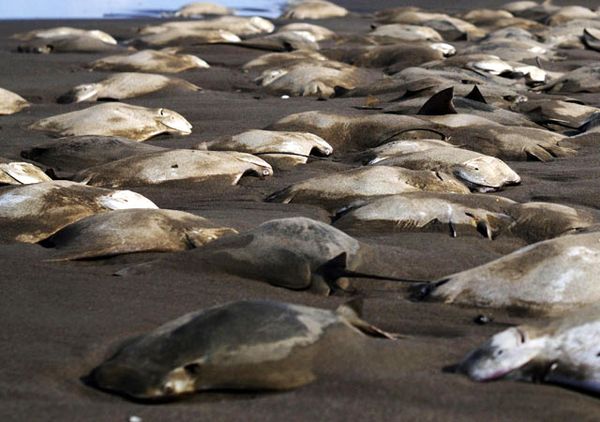Ratusan Ikan Pari Mati di Pantai Meksiko
