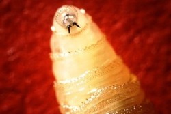 Seram! Larva dari Peru Tumbuh di Dalam Telinga Turis