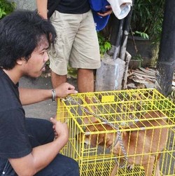 Anjing di Rumah Pelaku Mutilasi di Benhil Akhirnya Berhasil Dievakuasi