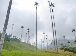 Lembah Cocora, Lembah dengan Pohon Palem Tertinggi di Dunia