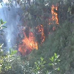 Puluhan Hektar Hutan Pinus Terbakar di Tapanuli Selatan