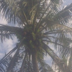 Hobir Tewas di Pohon Kelapa Saat Mencari Burung