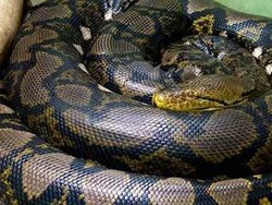 Hii.. Ular Piton Menyelinap di MINI Cooper