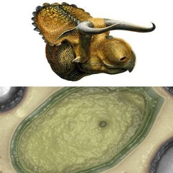 5 Spesies Baru Ditemukan: Dari Dinosaurus Sampai Lele Mini