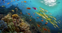 Dua Jet Tempur AS Salah Jatuhkan Bom di Taman Laut Australia