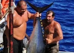 Menangkap Tuna Raksasa di Hawaii, Kapal Malah Terbalik