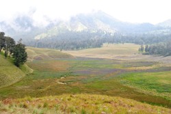 Ditengah ungunya oro oro ombo