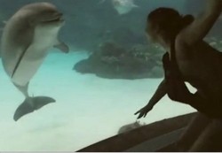 Lucu! Seekor Lumba-lumba Tertawa Lihat Turis Jungkir Balik