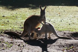 Sangat Langka! Begini Rupa Kanguru Albino dari Australia