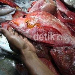 Tak Hanya Daging Sapi, Bulog Juga Jualan Ikan