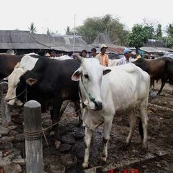 Tanjung Priok Bakal Kedatangan 6.500 Ekor Sapi Impor Siap Potong