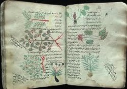 Al-Dinawari, Bapak Botani Islam